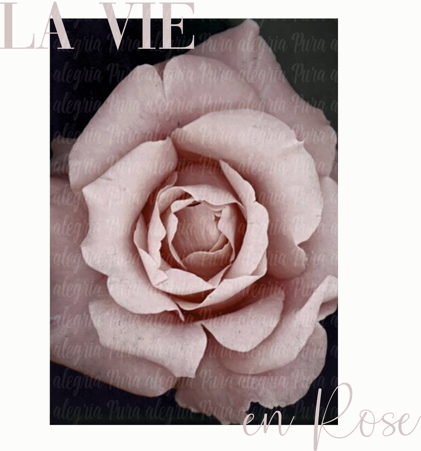 Print La vie en rose