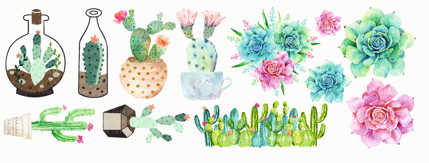 Plancha Cactus maravillosos