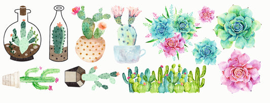 Plancha Cactus maravillosos