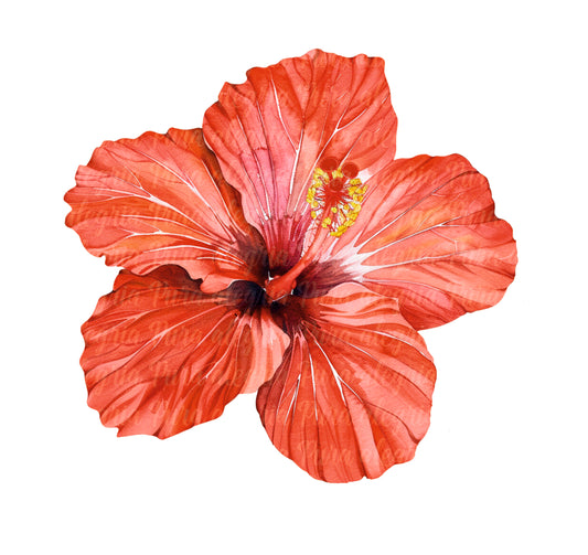 Estampa Flor china roja