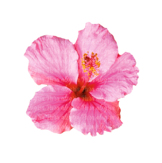 Estampa Flor china rosa